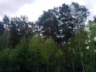 Онегино Онегино